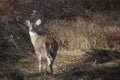 Beautiful shot of a whitetail deer, a doe in Canaan Valley West Virginia Royalty Free Stock Photo