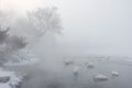 Beautiful shot of whooper swans and wild ducks swimming in Lake Kussharo, Hokkaido, Japan Royalty Free Stock Photo