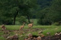 Beautiful shot of wild chinkara gazelles on a rural field Royalty Free Stock Photo