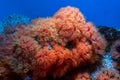 Beautiful shot of wildlife under water with exotic reefs, Alcyonacea corals in blue ocean