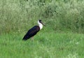 Woolly necked stork Royalty Free Stock Photo