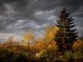 Beautiful shot of yellow and green leafed trees with a cloudy sky in the background