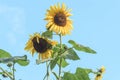 A beautiful shot of a yellow sunflower with an erect stem against a clear blue sky background Royalty Free Stock Photo