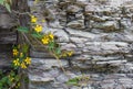 Beautiful shot of yellow wildflowers growing through cliffs