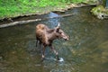 Beautiful shot of a young elk in a puddle of water in spring