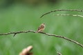 Zitting cisticola