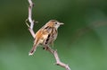 Zitting cisticola