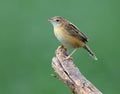 Zitting cisticola