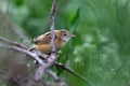 Zitting cisticola