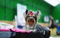 Beautiful show puppy of the Yorkshire terrier breed is waiting for the champion title