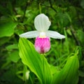 Showy Lady's-slipper - Cypripedium reginae - Minnesota State Flower in the wild Royalty Free Stock Photo