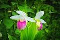 Showy Lady's-slipper - Cypripedium reginae - Minnesota State Flower in the wild Royalty Free Stock Photo