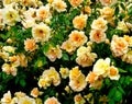 Beautiful shrub of Crepuscule rose Royalty Free Stock Photo