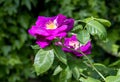 Beautiful shrub rose rhapsody in blue blooming with purple magenta blossoms Royalty Free Stock Photo