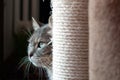 Beautiful shy cat hiding behind his scratching post. the light light on his big green eyes and long wiskers