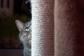 beautiful shy cat hiding behind his scratching post. he has green eyes and long wiskers
