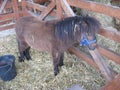 Ponny,Little horse, Farm animal, Shy horse Royalty Free Stock Photo