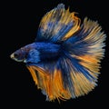 Beautiful of siam betta fish in thailand on black background Royalty Free Stock Photo