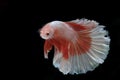 Beautiful of siam Betta fish in thailand on black Royalty Free Stock Photo