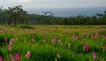 Beautiful Siam Tulip in nature