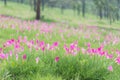 Beautiful siam tulips