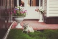 Beautiful Siamese with blue eyes cat with a funny face walking on the green grass