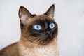 Beautiful siamese cat with bright blue eyes lays on the carpet or sofa. Adorable well-conditioned pet at home concept. Crazy eyes