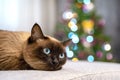 Beautiful siamese cat with bright blue eyes lays on the sofa with new year tree lights background. Cat wakes up because of