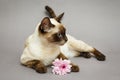 Beautiful Siamese cat flower Royalty Free Stock Photo