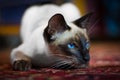 Beautiful Siamese cat