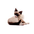 Beautiful siamese cat peting itself