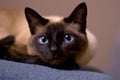 beautiful siamese cat, portrait, face, close-up Royalty Free Stock Photo