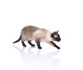 A beautiful Siamese cat on a white background Royalty Free Stock Photo