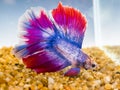 Beautiful Siamese fighting fish with big red and blue color tail swimming in a fish tank. Royalty Free Stock Photo