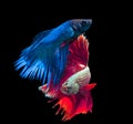 Beautiful siamese fighting fish on black