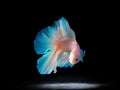 Beautiful siamese fighting fish on black