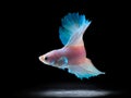 Beautiful siamese fighting fish on black