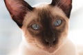 Siamese with blue eyes Royalty Free Stock Photo