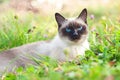 Beautiful siamese purebred cat with blue eyes