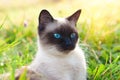 Beautiful siamese purebred cat with blue eyes