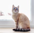 Beautiful Siamese red cat sitting on window