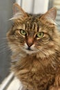 Siberian brown cat portrait