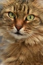 Siberian brown cat portrait