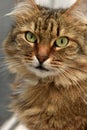 Siberian brown cat portrait