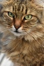 Siberian brown cat portrait