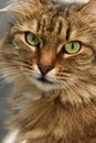 Siberian brown cat portrait Royalty Free Stock Photo