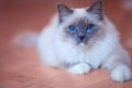 Beautiful siberian cat with blue eyes on the trendy living coral backround