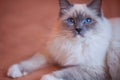 Beautiful siberian cat with blue eyes on the trendy living coral backround