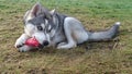 beautiful siberian husky biting a toy bone lying on the grass in a large garden