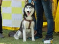 Beautiful Siberian Husky Dog